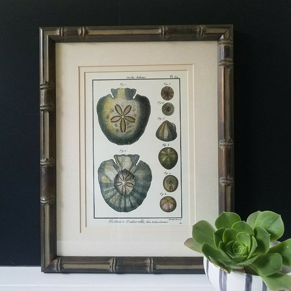 1700s Sand Dollar Echinoderm Print, Natural History Collection by Benard Direxit - Picture 11 of 11